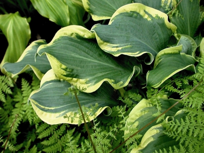 Shadowland® Wheee!' - Hosta hybrid