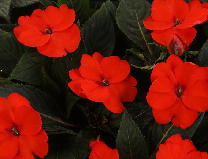 SunPatiens® Tropical Orange - Impatiens x hybrida