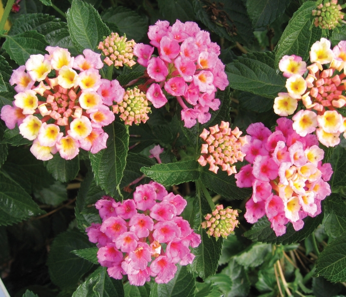 Bandana® Pink - Lantana camara 'Bant Pin09' PP20555, Can 3999 (Lantana)