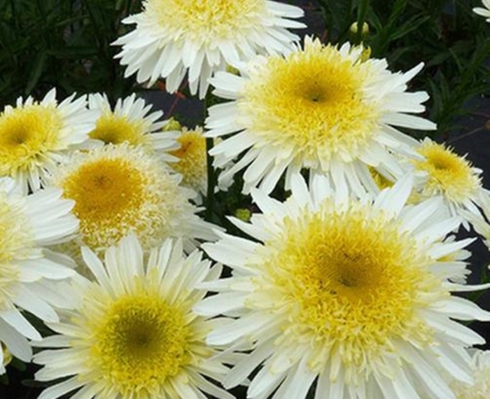 'Real Glory' - Leucanthemum x superbum 'Real Glory' - Leucanthemum x superbum