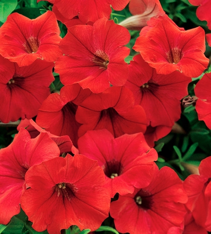 Surfinia® Deep Red - Petunia hybrid