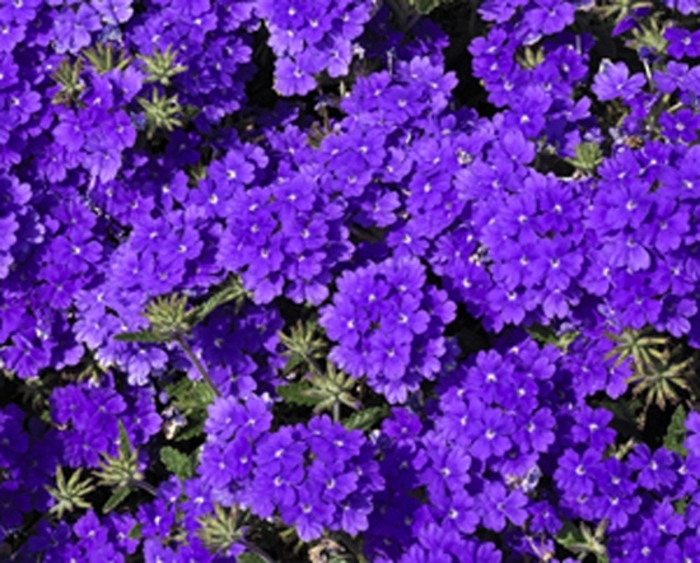 Lanai® ''Blue'' - Verbena 