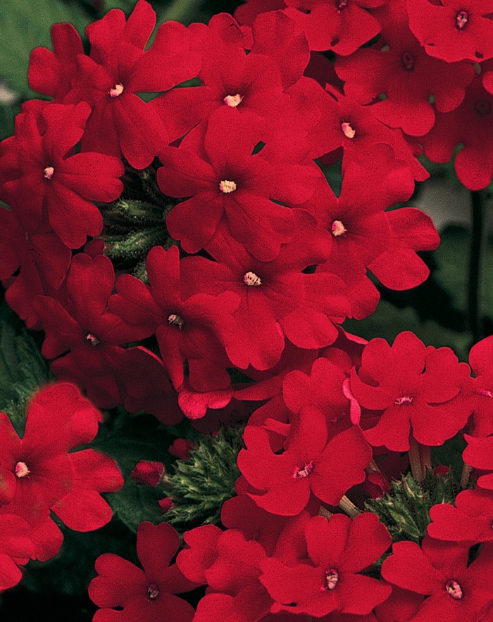 Lanai® ''Red'' - Verbena Lanai® ''Red'' - Verbena