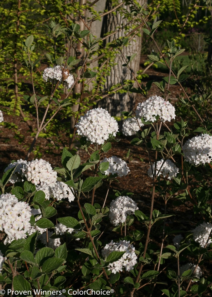 'Spice Baby™' Koreanspice Viburnum - Viburnum carlesii 'Spice Baby™' Koreanspice Viburnum - Viburnum carlesii