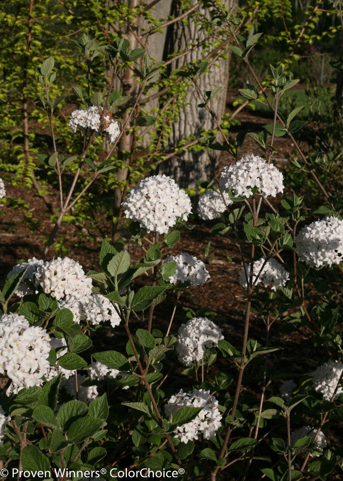 'Spice Baby™' Koreanspice Viburnum - Viburnum carlesii