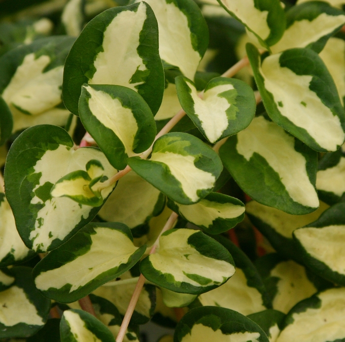  'Wojos Jem' Vinca Vine - Vinca major