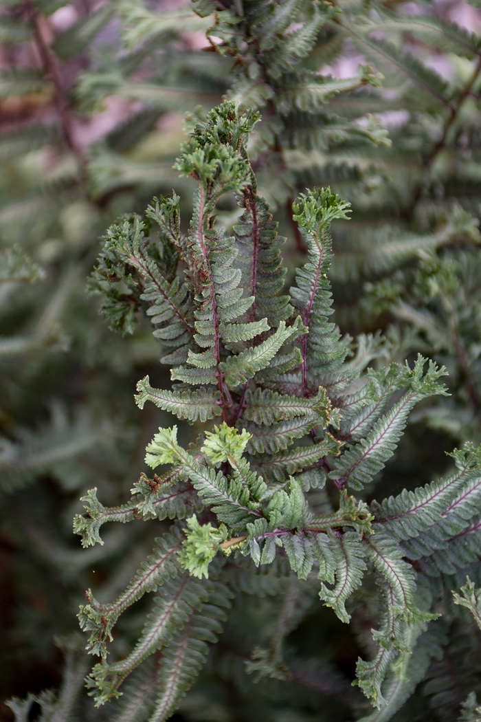 'Crested Surf' - Athyrium nipponicum 'Crested Surf' - Athyrium nipponicum