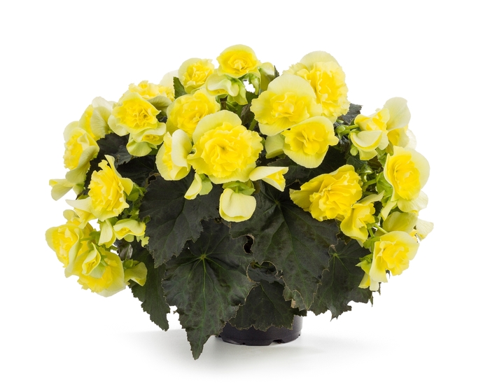 Solenia® Yellow Improved - Begonia x hiemalis Solenia® Yellow Improved - Begonia x hiemalis