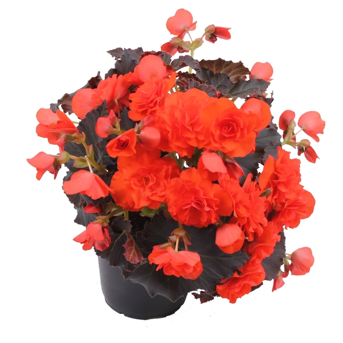 Solenia® Chocolate Orange - Begonia x hiemalis