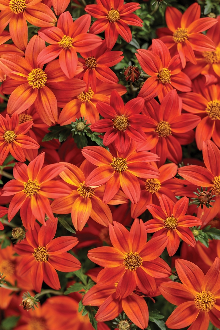 Campfire® Flame - Bidens 'INBIDCAMEM' PPAF, Can PBRAF (Bidens)