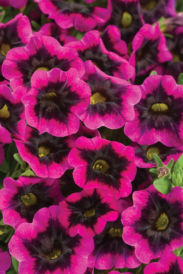 Superbells® Blackcurrant Punch™ - Calibrachoa hybrid