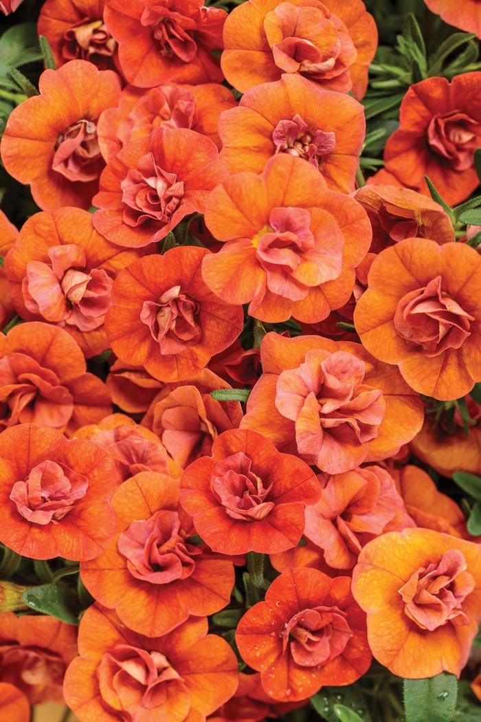 Superbells® Double Orange - Calibrachoa 'Double Orange' PPAF, Can PBRAF (Calibrachoa)