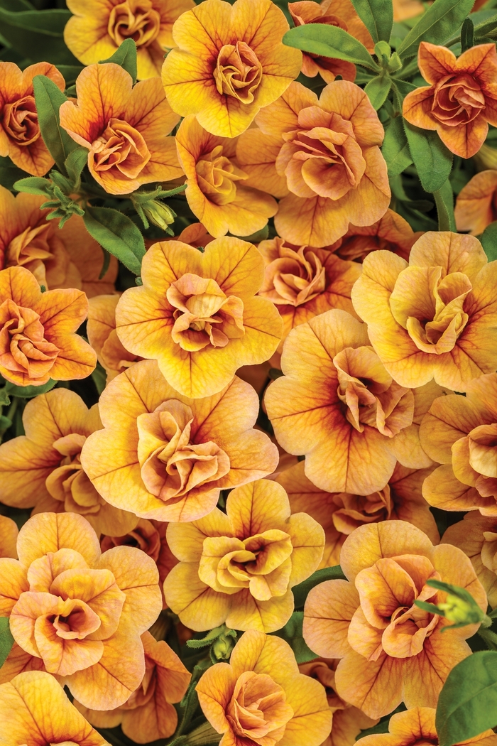 Superbells® 'Double Amber' - Calibrachoa Superbells® 'Double Amber' - Calibrachoa