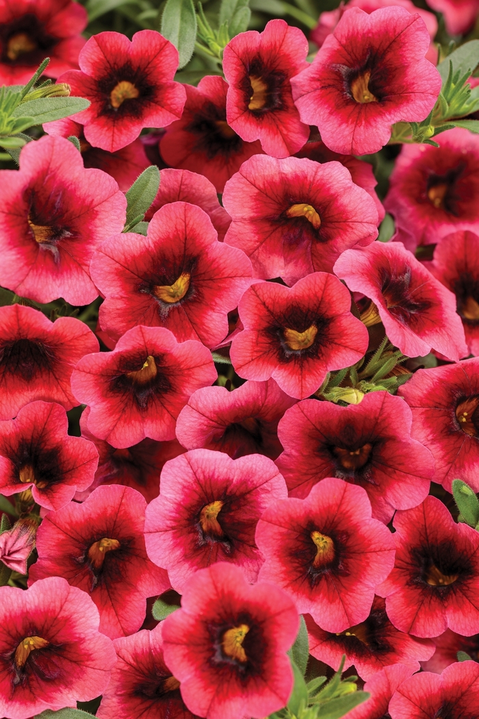 Superbells®Watermelon Punch™ - Calibrachoa hybrid Superbells®Watermelon Punch™ - Calibrachoa hybrid