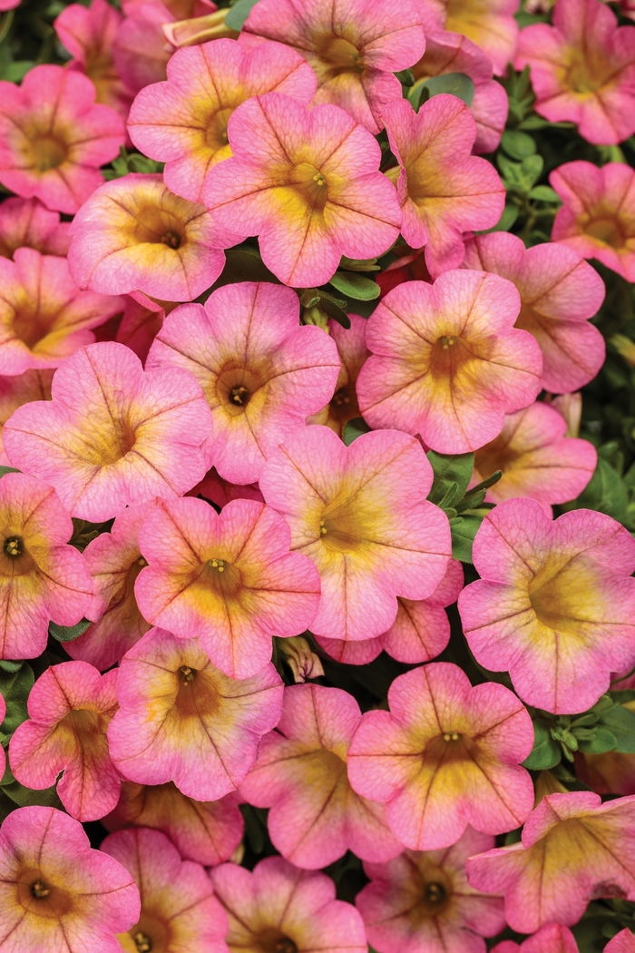 Superbells® Honeyberry™ - Calibrachoa 'BBCAL91303' PPAF, Can PBRAF (Calibrachoa)