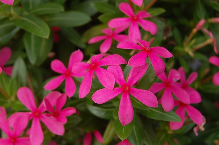 Soiree kawaii® Pink - Catharanthus hybrid Soiree kawaii® Pink - Catharanthus hybrid