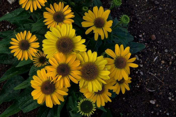Color Coded™ 'Yellow My Darling' - Echinacea hybrid