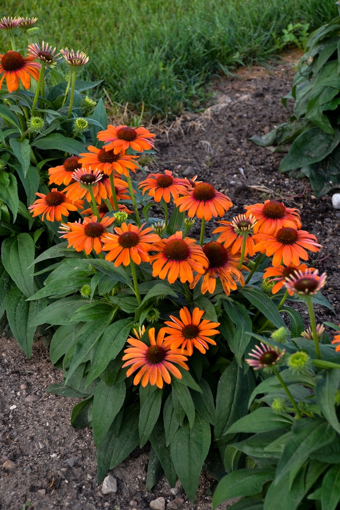 Color Coded™ 'Orange You Awesome' - Echinacea hybrid