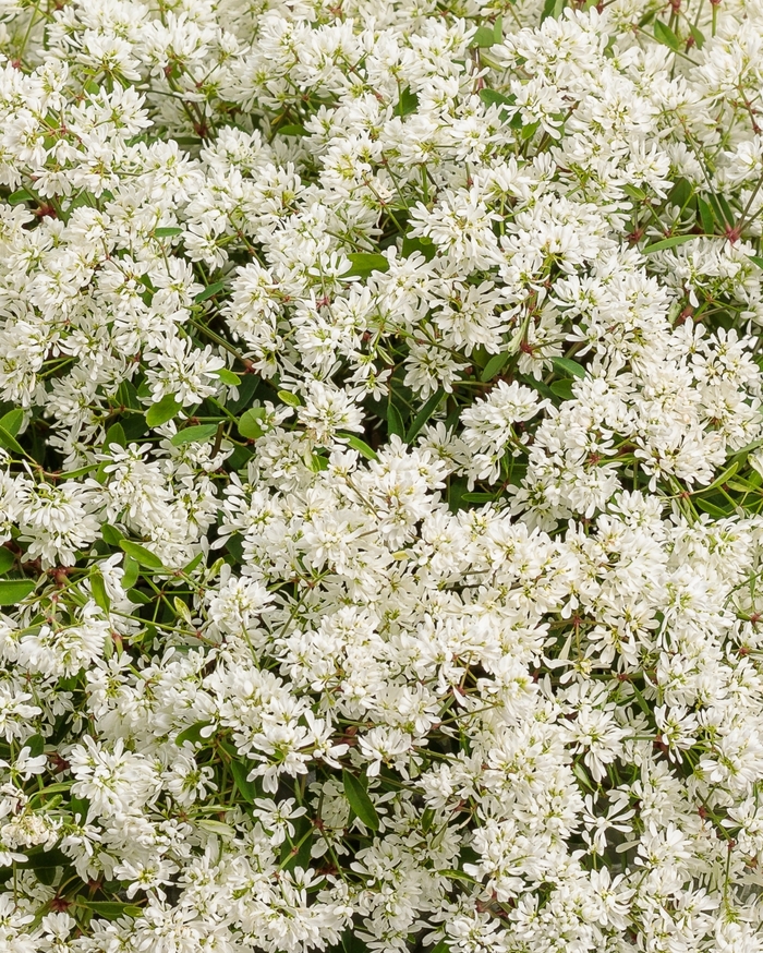 Diamond Snow® - Euphorbia hybrid Diamond Snow® - Euphorbia hybrid