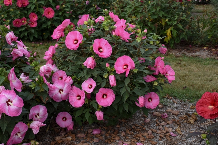 Summerific® 'Candy Crush' - Hibiscus hybrid