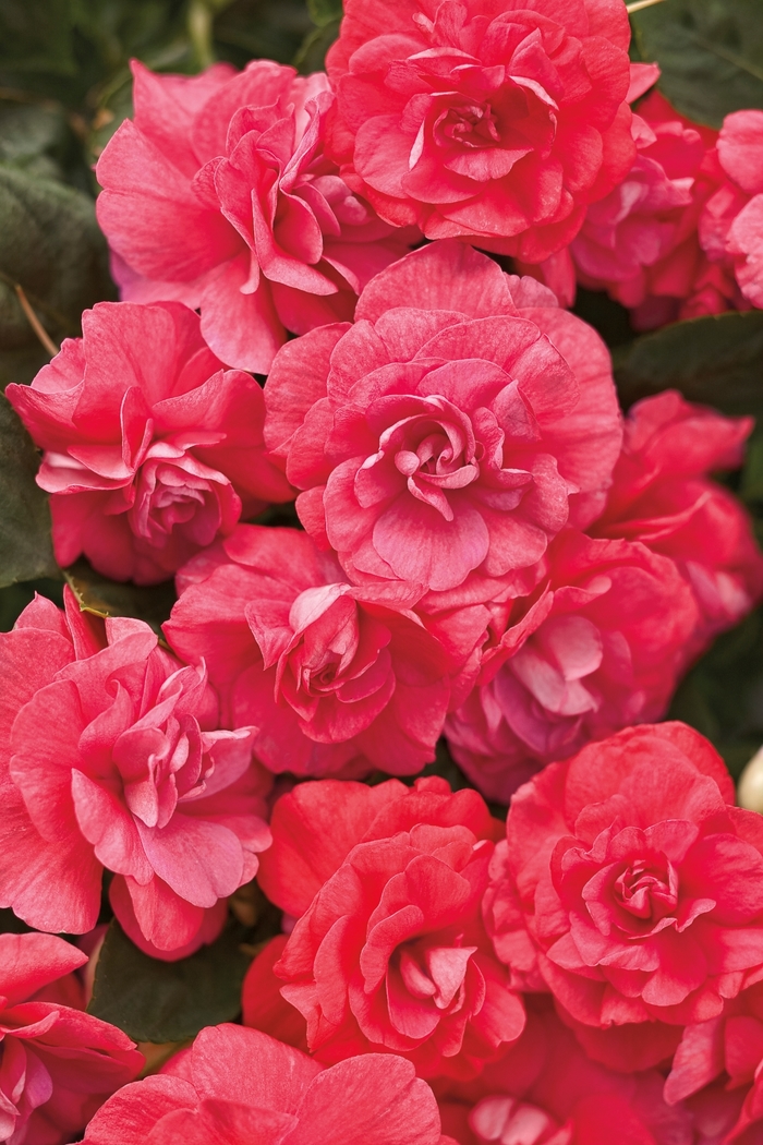 Rockapulco® Coral Reef - Impatiens walleriana 'Balcoree' PP22992, Can PBRAF (Double Impatiens) Rockapulco® Coral Reef - Impatiens walleriana 'Balcoree' PP22992, Can PBRAF (Double Impatiens)
