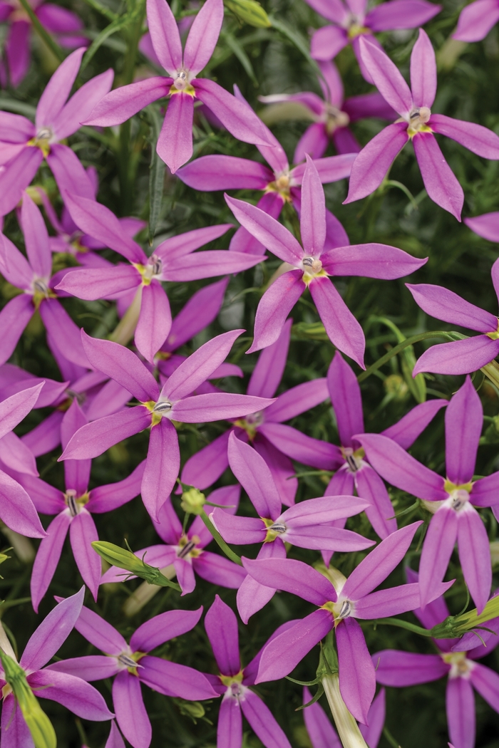 Patti's Pink™ - Isotoma axillaris Patti's Pink™ - Isotoma axillaris