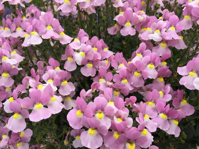 Aromance™ Pink - Nemesia fruiticans Aromance™ Pink - Nemesia fruiticans