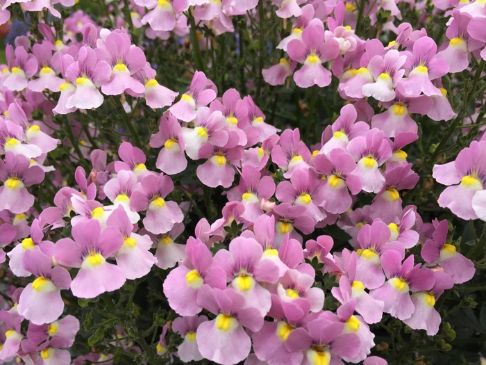 Aromance™ Pink - Nemesia fruiticans