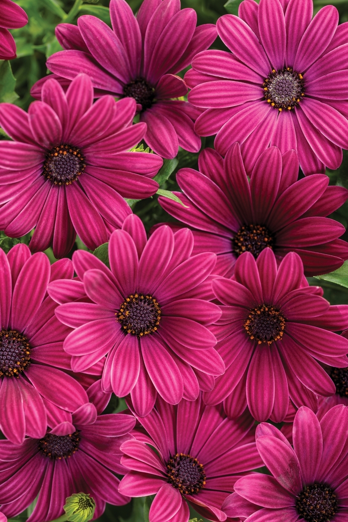 Bright Lights™ Purple - Osteospermum hybrid Bright Lights™ Purple - Osteospermum hybrid