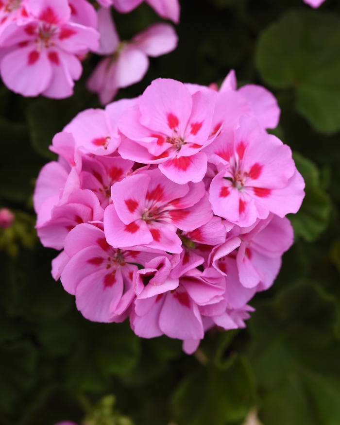 Geranium, Zonal - Pelargonium x hortorum 'Sunrise™ Lavender+Red Eye' Geranium, Zonal - Pelargonium x hortorum 'Sunrise™ Lavender+Red Eye'