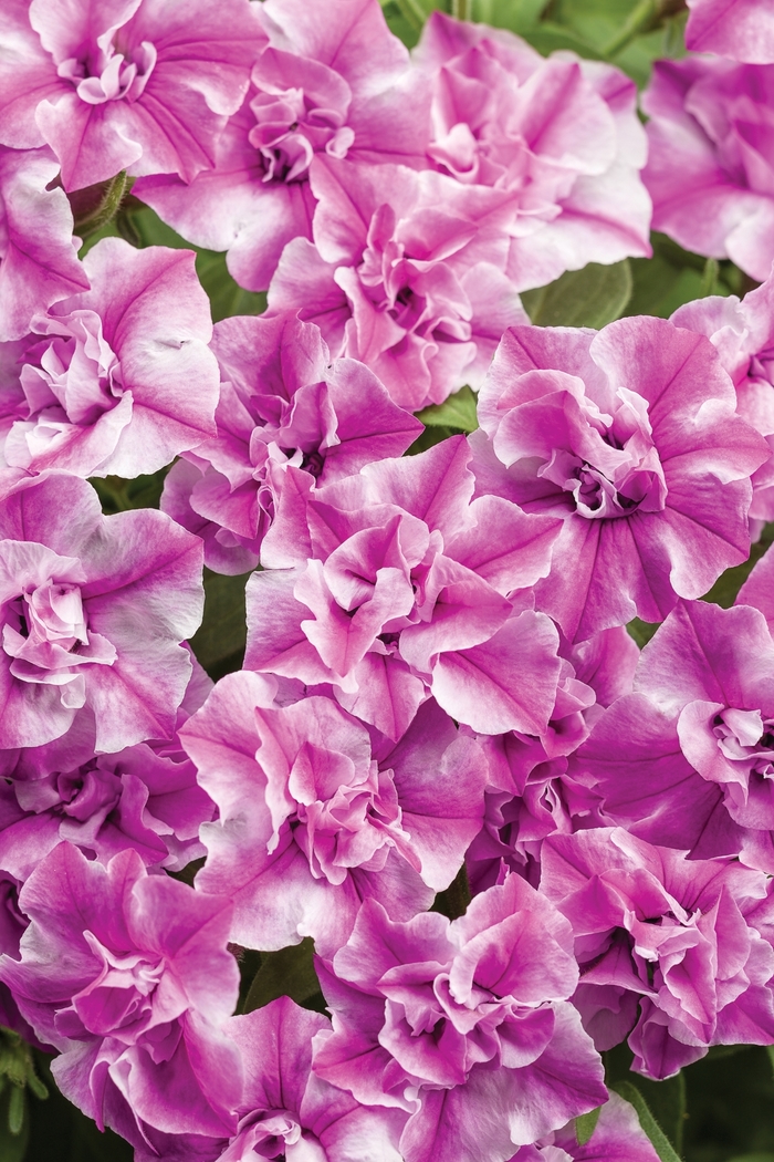 Supertunia® Sharon - Petunia hybrid Supertunia® Sharon - Petunia hybrid