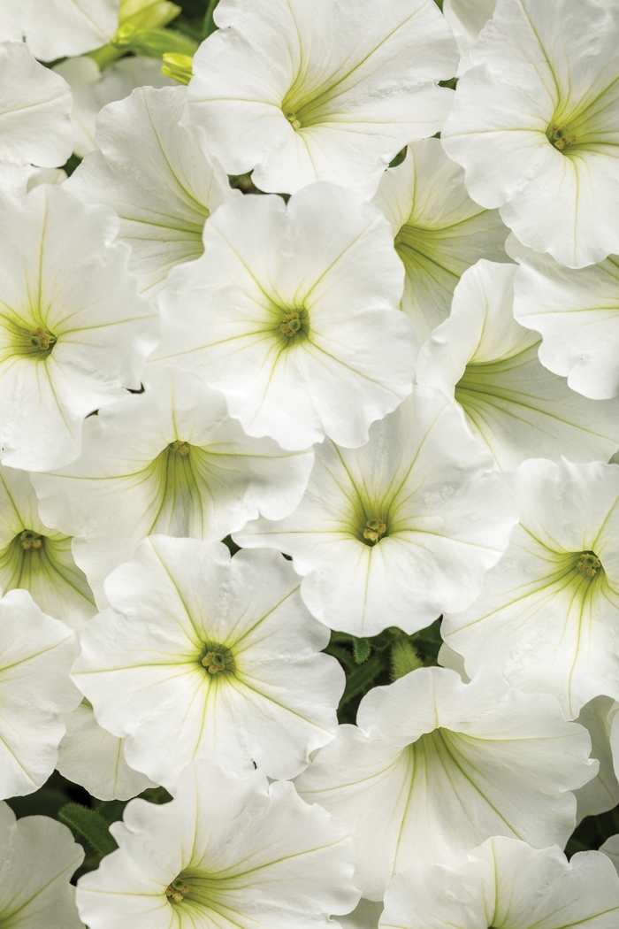 Supertunia Vista® Snowdrift™ - Petunia hybrid