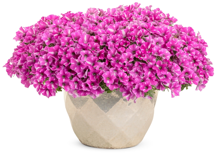 Supertunia® Raspberry Rush™ - Petunia 'BBTUN91601M2' PPAF, Can PBRAF (Petunia)