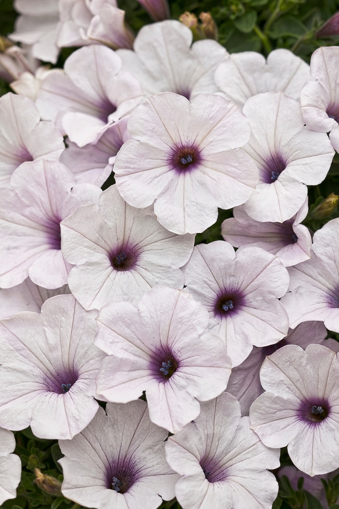 Supertunia® Trailing Silver - Petunia 'Petwiblv' PP17247, Can 2594 (Petunia)