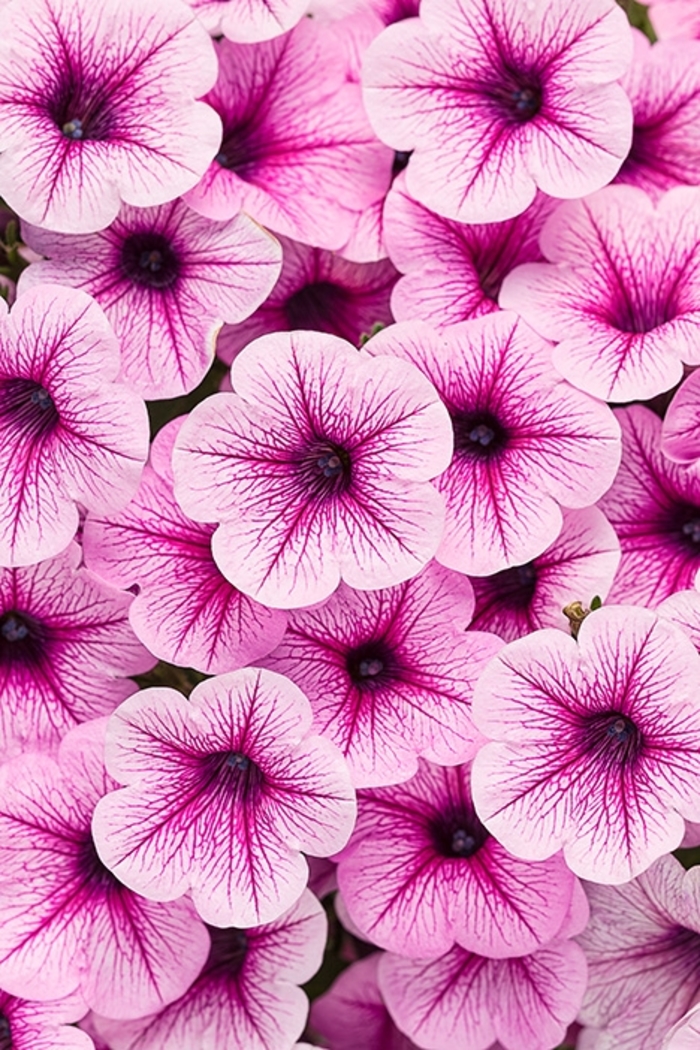 Supertunia® Trailing Rose Veined - Petunia 'USTUN3402' PP27390, Can 5280 (Petunia) Supertunia® Trailing Rose Veined - Petunia 'USTUN3402' PP27390, Can 5280 (Petunia)