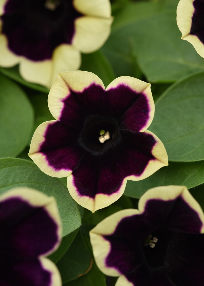 Headliner™ Dark Saturn - Petunia Headliner™ Dark Saturn - Petunia