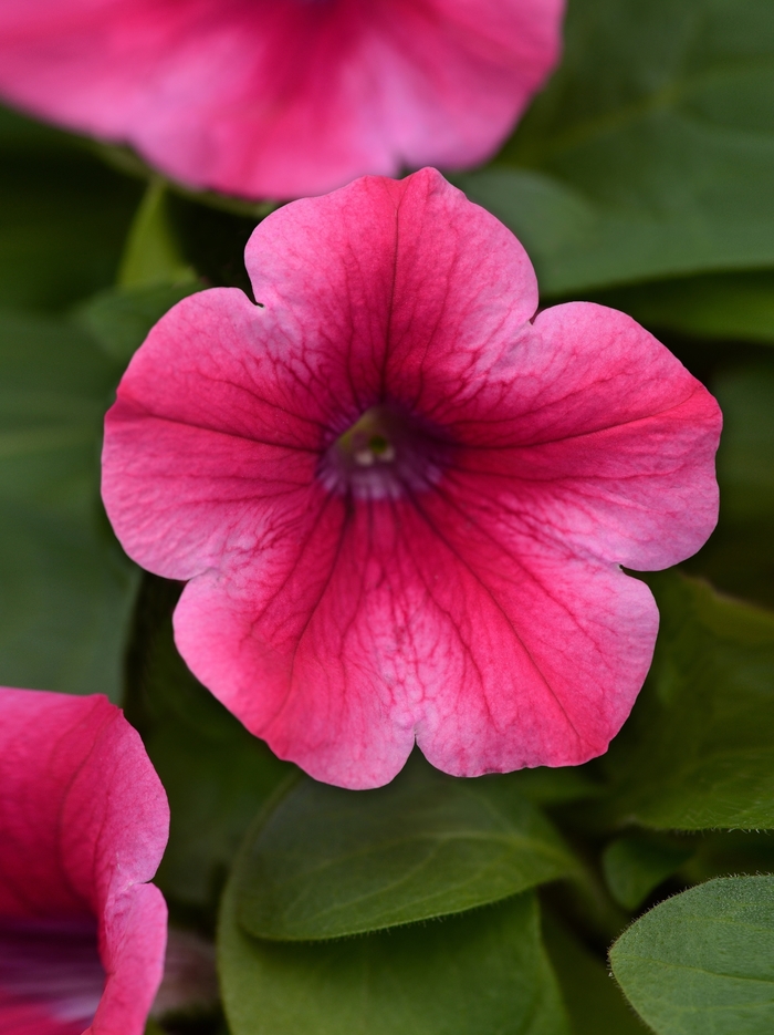 Headliner&trade; Lipstick - Petunia 