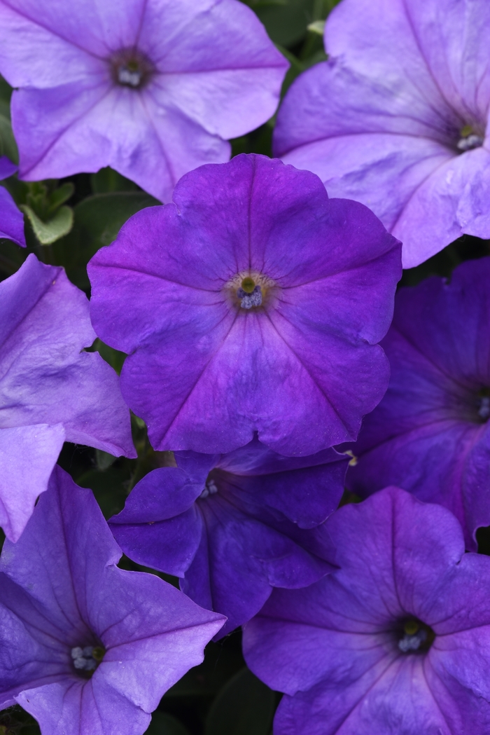 Petunia - Petunia hybrida 'Easy Wave® Lavender Sky Blue' Petunia - Petunia hybrida 'Easy Wave® Lavender Sky Blue'