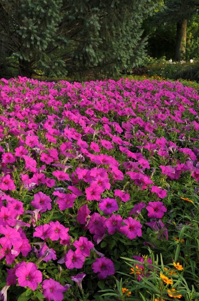 Petunia - PetuniaEasy Wave® 'Neon Rose' 