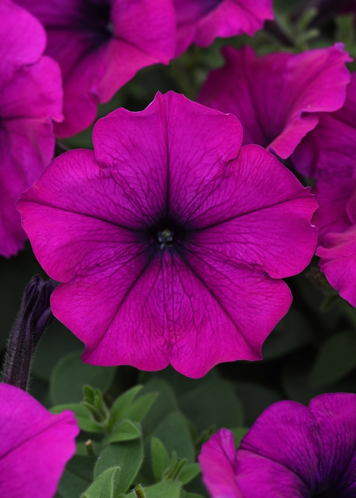 Petunia - Petunia hybrida Easy Wave® Violet Petunia - Petunia hybrida Easy Wave® Violet