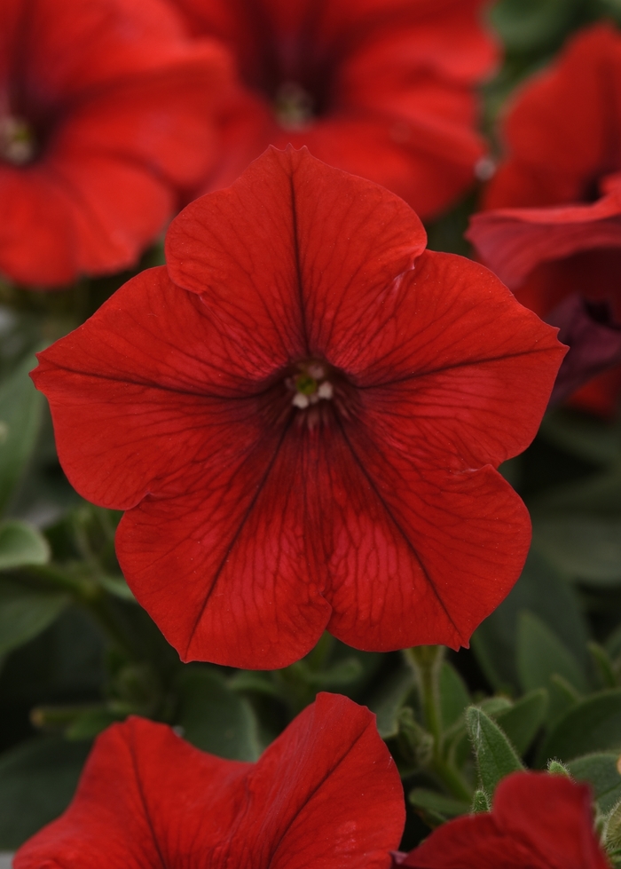 Petunia - Petunia hybrida Easy Wave® Red Petunia - Petunia hybrida Easy Wave® Red