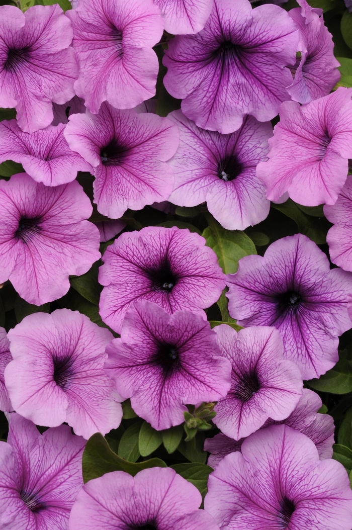 Petunia - Petunia hybrida 'Easy Wave® Plum Vein' Petunia - Petunia hybrida 'Easy Wave® Plum Vein'