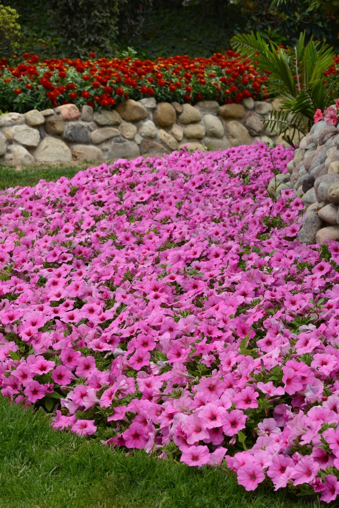 Petunia - Petunia hybrida Easy Wave® Pink Passion Petunia - Petunia hybrida Easy Wave® Pink Passion