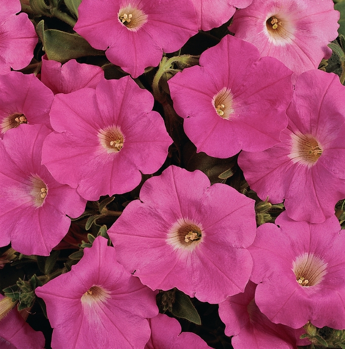 Petunia - Petunia hybrida Easy Wave® Pink 