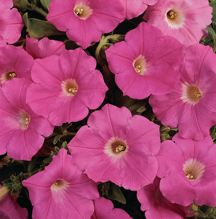 Petunia - Petunia hybrida Easy Wave® Pink 