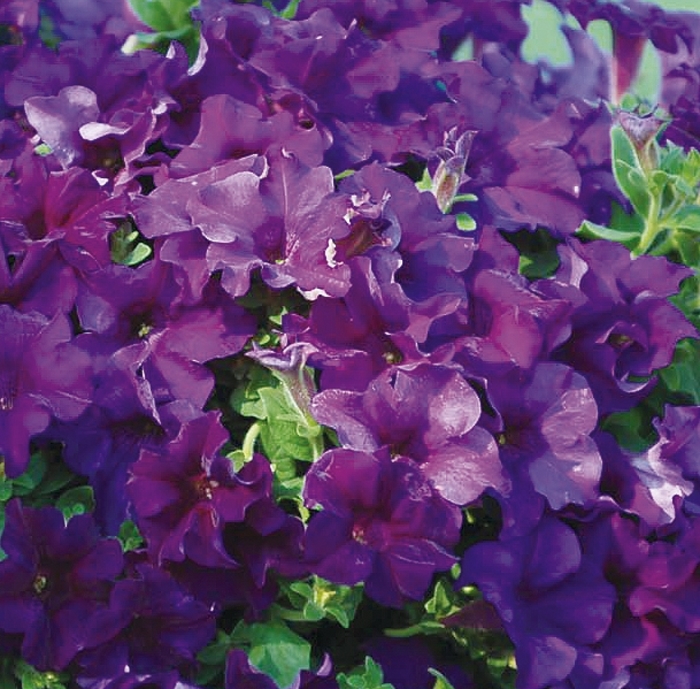 Surfinia® Purple Majesty - Petunia hybrid Surfinia® Purple Majesty - Petunia hybrid