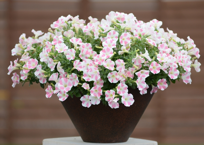 Surfinia® Heartbeat - Petunia hybrid