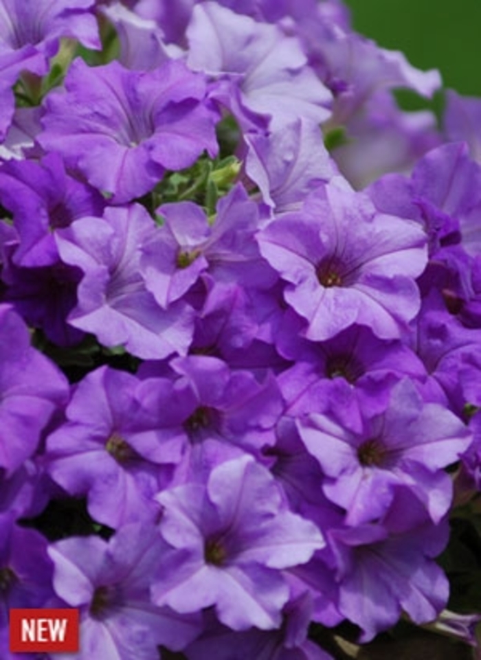Surfinia® Heavenly Blue - Petunia hybrida Surfinia® Heavenly Blue - Petunia hybrida