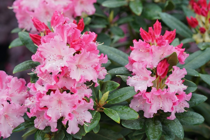 Dandy Man Color Wheel® - Rhododendron Dandy Man Color Wheel® - Rhododendron