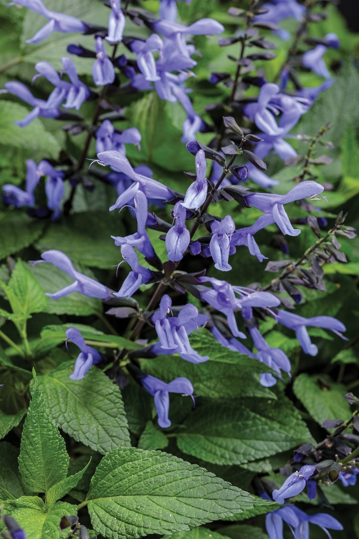 Rockin® Blue Suede Shoes™ - Salvia hybrid